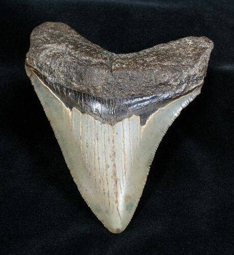 Inch Megalodon Tooth #1660